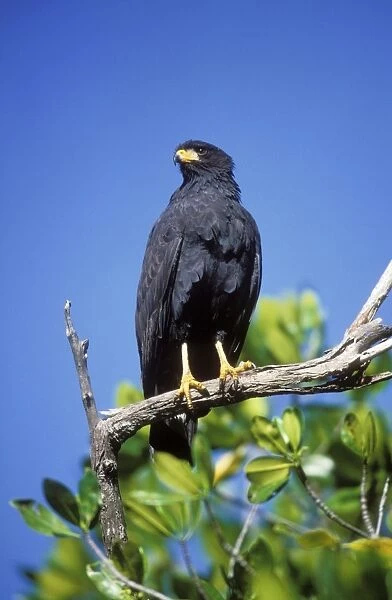 Common Black Hawk Mexico. Distribution: S. W. USA, N. W. Guyana, St Vincent & Bay Island, Honduras, Cuba, Isle of Pines