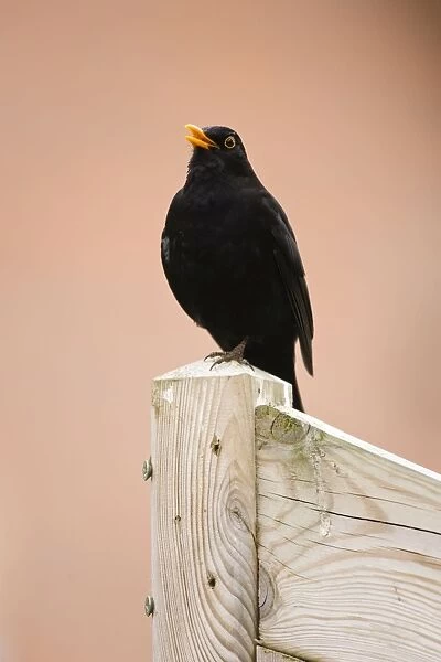 Common Blackbird Male singing from fencepost Cleveland, England, UK