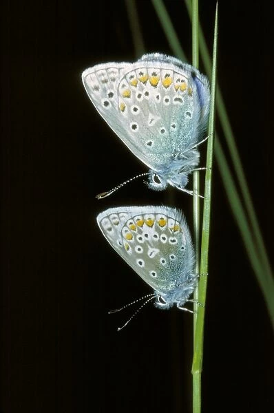 Common Blue BUTTERFLIES - pair
