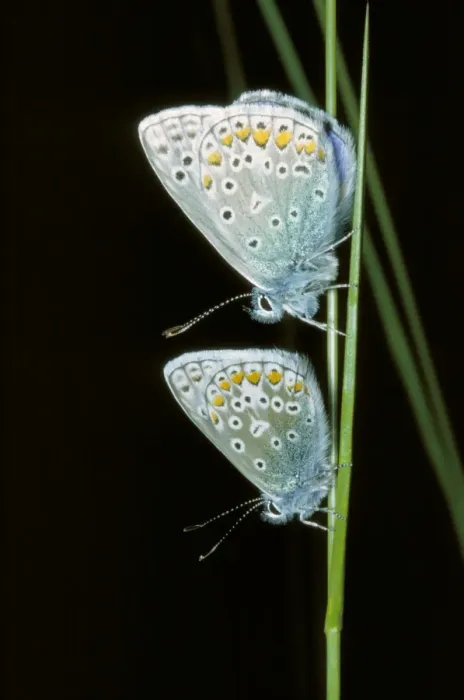 Framed Print : Common Blue Butterfly Framed Print : Common Blue Butterfly