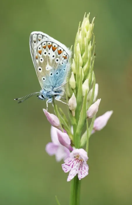 Framed Print : Common Blue Butterfly - Common Spotted Orchid (Dactylorhiza fuchsii) Framed Print : Common Blue Butterfly - Common Spotted Orchid (Dactylorhiza fuchsii)