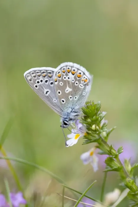 Framed Print : Common Blue Butterfly - on Eyebright flower - UK Framed Print : Common Blue Butterfly - on Eyebright flower - UK