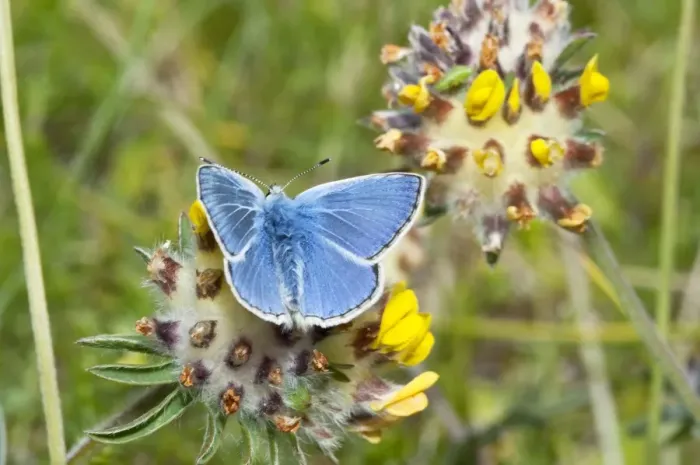 Framed Print : Common Blue Butterfly - feeding on kidney vetch - North Uist - Outer Hebrides - Scotland Framed Print : Common Blue Butterfly - feeding on kidney vetch - North Uist - Outer Hebrides - Scotland