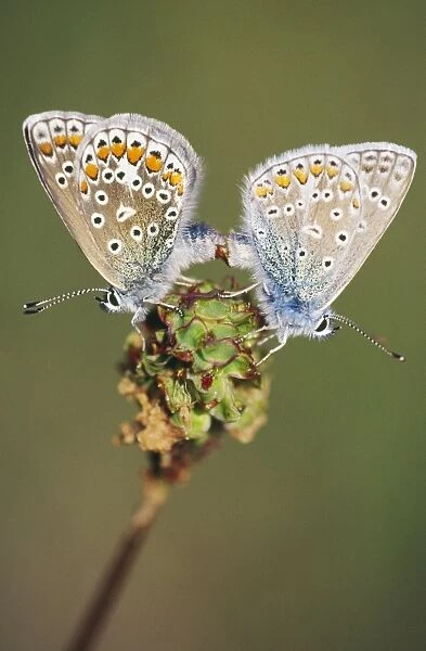 Common Blue Butterfly - male & female copulating