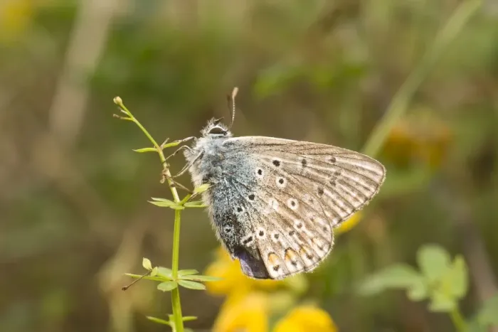 Framed Print : Common Blue Butterfly. Male. UK Framed Print : Common Blue Butterfly. Male. UK