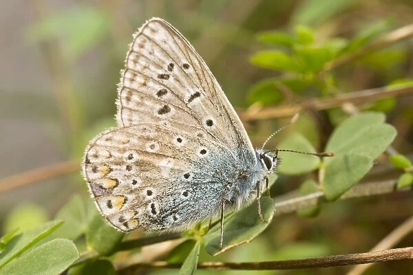 Common Blue Butterfly. Male. UK