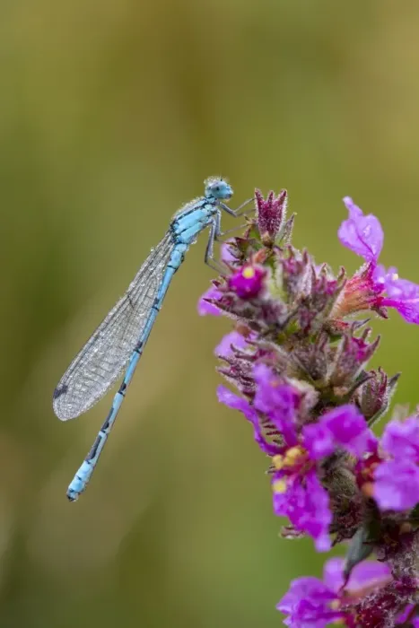 Framed Print : Common Blue Damselfly - Cornwall, UK Framed Print : Common Blue Damselfly - Cornwall, UK