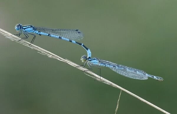 Common blue damselfly - Male female mating