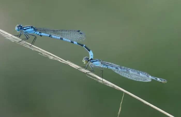 Framed Print : Common blue damselfly - Male female mating Framed Print : Common blue damselfly - Male female mating