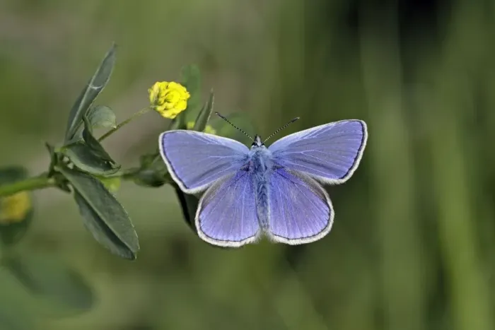 Framed Print : Common Blue - feeding on Hop Trefoil (Trifolium campestre), Lower Saxony, Germany Framed Print : Common Blue - feeding on Hop Trefoil (Trifolium campestre), Lower Saxony, Germany