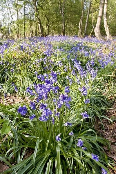 Common Bluebells in woodland - UK