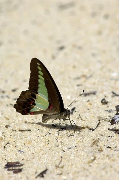 Common Bluebottle butterfly feeds on a damp sand sea-beach of Tioman Island, typical; Malaysia; June. Ma39. 3500