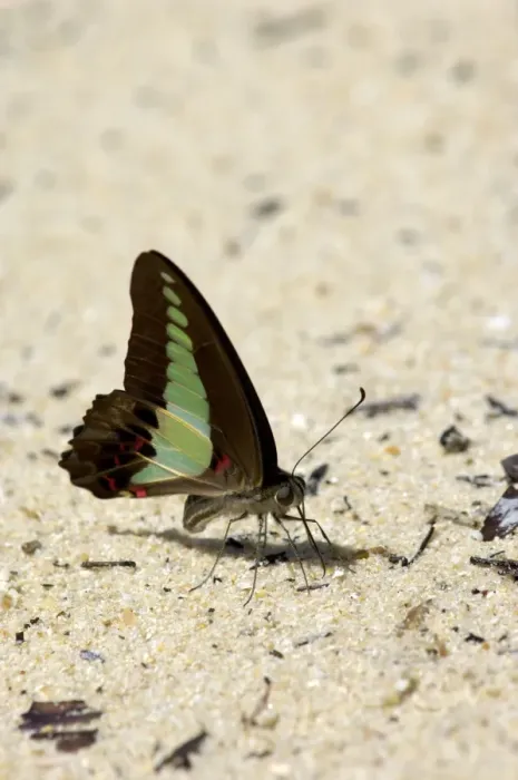 Framed Print : Common Bluebottle butterfly feeds on a damp sand sea-beach of Tioman Island, typical; Malaysia; June. Ma39. 3500 Framed Print : Common Bluebottle butterfly feeds on a damp sand sea-beach of Tioman Island, typical; Malaysia; June. Ma39. 3500