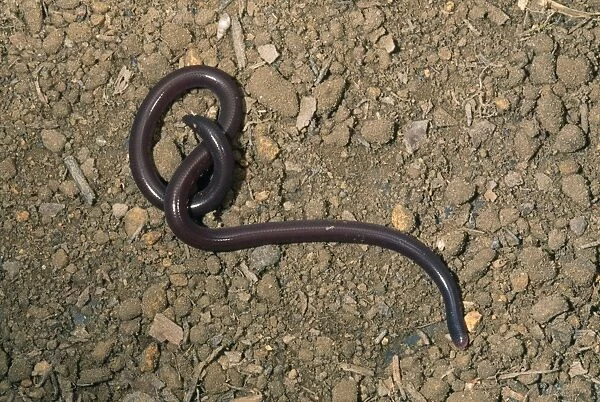 Common  /  Brahminy Blind Snake