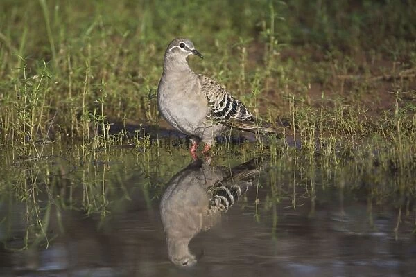 Common Bronzewing A female at a waterhole at Ti Tree, Northern Territory, Australia