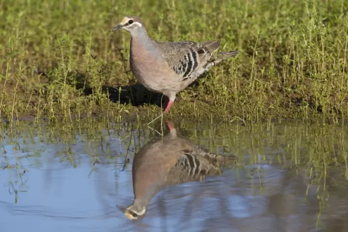 Framed Print : Common Bronzewing - by pool in mulga country near Ti Tree - Northern Territory - Australia Framed Print : Common Bronzewing - by pool in mulga country near Ti Tree - Northern Territory - Australia