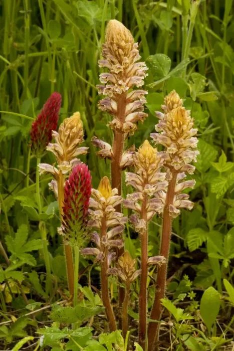 Framed Print : Common Broomrape (Orobanche minor) with its host Crimson Clover (Trifolium incarnatum ssp incarnatum)