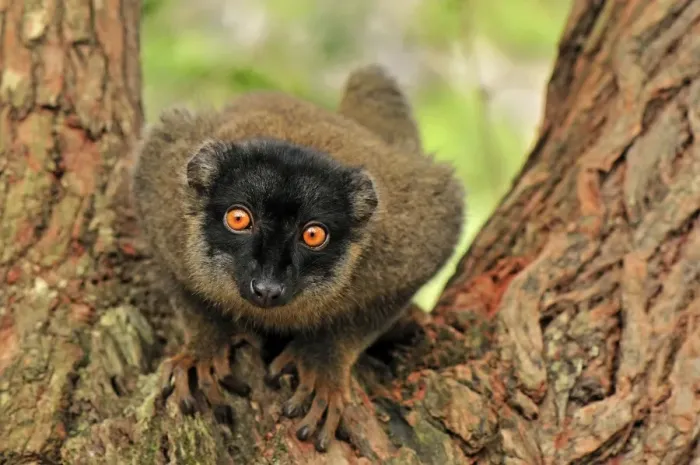 Framed Print : Common Brown Lemur - Andasibe-Mantadia National Park - Madagascar