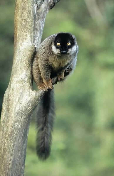 Common Brown Lemur - endemic Madagascar