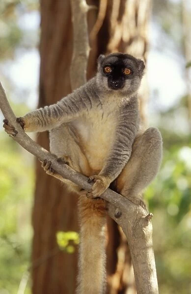 Presents for Prosimians - The Lemur Conservation Foundation