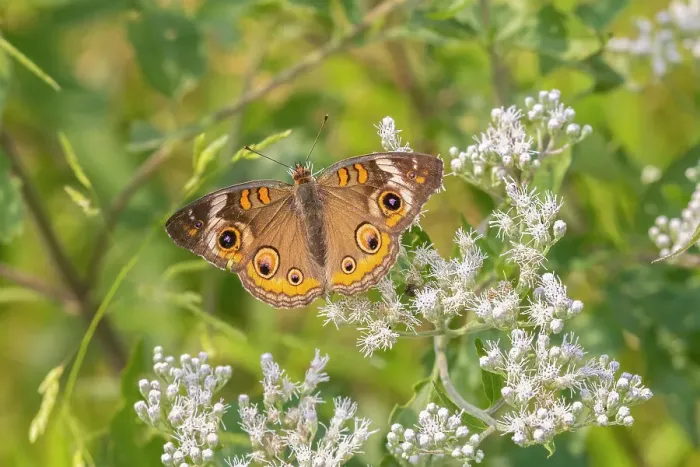 Framed Print : Common Buckeye on Common Boneset Date: 12-09-2021 Framed Print : Common Buckeye on Common Boneset Date: 12-09-2021