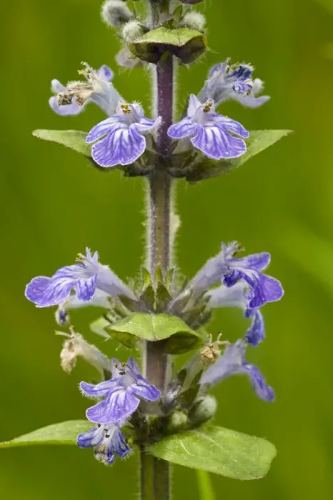 Framed Print : Common bugle (Ajuga reptans) in flower. Common grassland and woodland plant in UK Framed Print : Common bugle (Ajuga reptans) in flower. Common grassland and woodland plant in UK