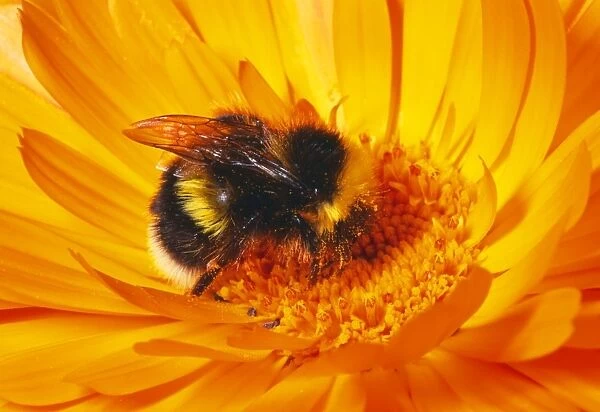 Common Bumblebee Collecting pollen, UK