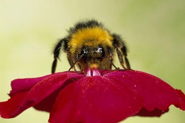 Common Bumblebee - collecting pollen - UK