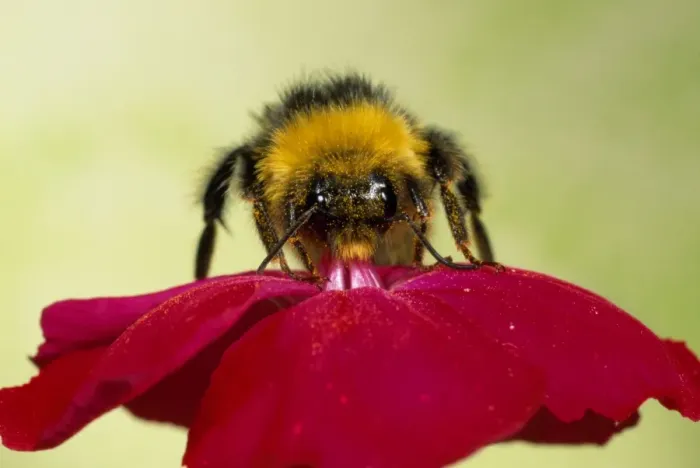 Framed Print : Common Bumblebee - collecting pollen - UK