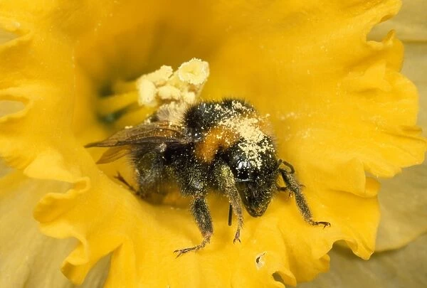 Common Bumblebee - covered in pollen UK