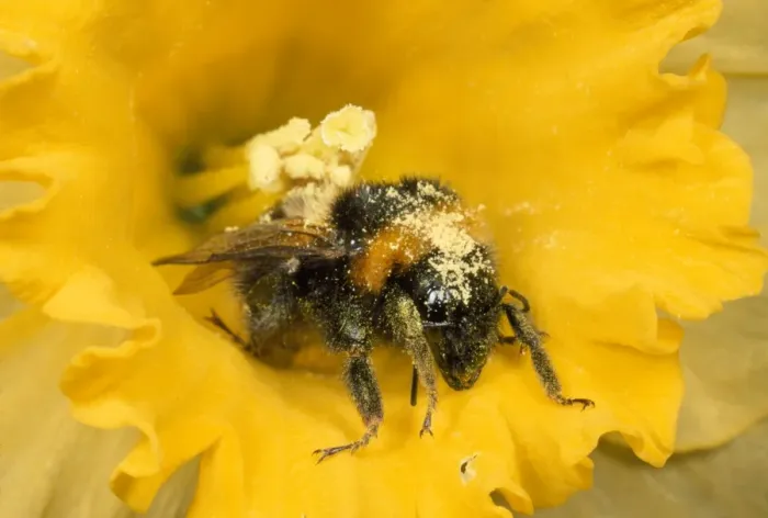 Framed Print : Common Bumblebee - covered in pollen UK Framed Print : Common Bumblebee - covered in pollen UK