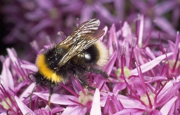 Common Bumblebee - feeding on allium flower