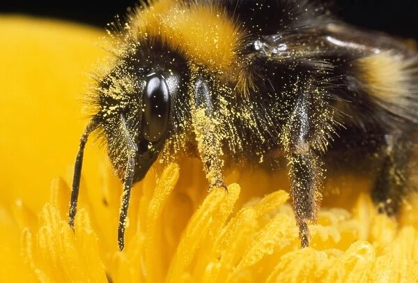 Common Bumblebee - feeding on flower UK