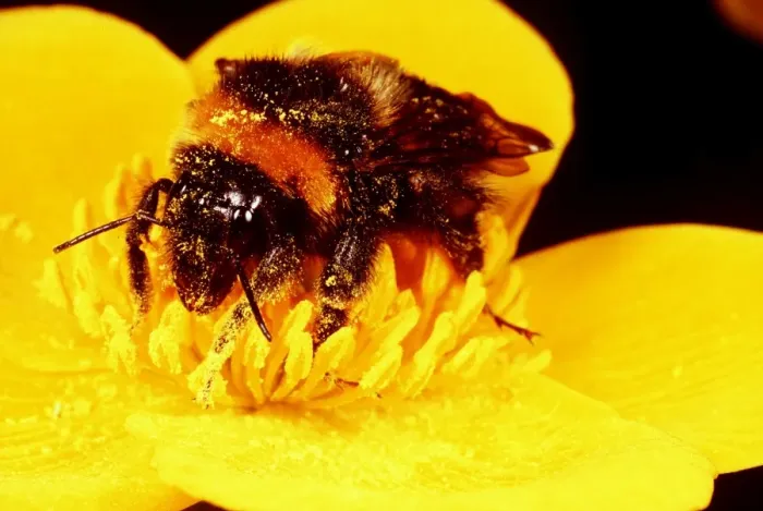 Framed Print : COMMON BUMBLEBEE - on flower, covered with pollen dust Framed Print : COMMON BUMBLEBEE - on flower, covered with pollen dust