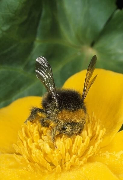Common Bumblebee - on flower gathering pollen - UK