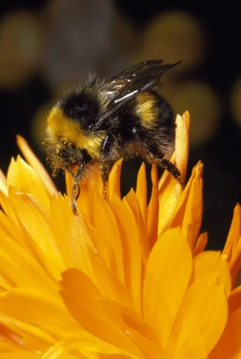 Framed Print : Common Bumblebee - UK Framed Print : Common Bumblebee - UK