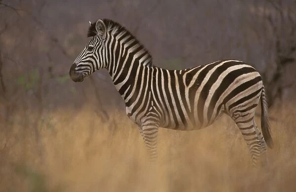 Common  /  Burchell's  /  Plains Zebra - Standing in tall grass. Kruger National Park, South Africa JPF37896