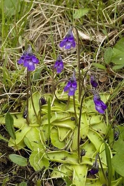Common butterwort (Pinguicula vulgaris) in flower, with insects on leaves. Scotland