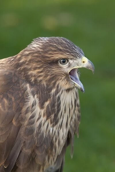 Common Buzzard - close up of single adult calling