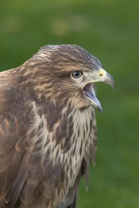 Framed Print : Common Buzzard - close up of single adult calling Framed Print : Common Buzzard - close up of single adult calling