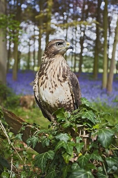 Common Buzzard - on fence in bluebell wood - controlled conditions 10295