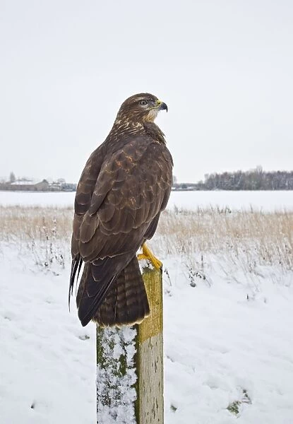 Common Buzzard - on fence post in snow - controlled conditions 11571