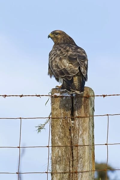 Common Buzzard - on fence post - West Wales 11544