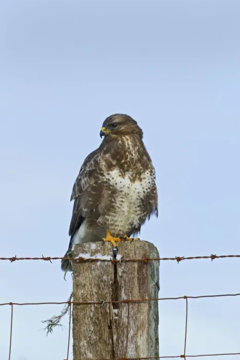 Framed Print : Common Buzzard - on fence post - West Wales 11549 Framed Print : Common Buzzard - on fence post - West Wales 11549