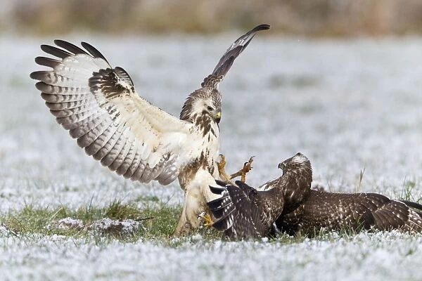 Common Buzzard - two fighting over food in winter - Lower Saxony - Germany