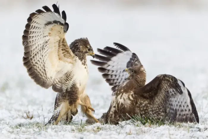 Framed Print : Common Buzzard - two fighting over food in winter - Lower Saxony - Germany Framed Print : Common Buzzard - two fighting over food in winter - Lower Saxony - Germany