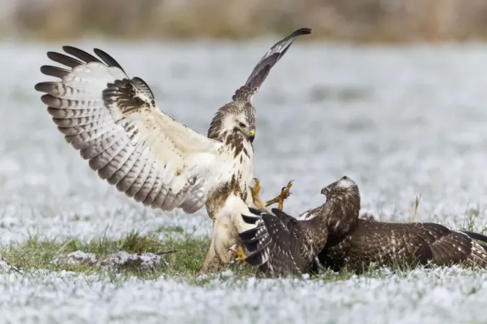 Framed Print : Common Buzzard - two fighting over food in winter - Lower Saxony - Germany Framed Print : Common Buzzard - two fighting over food in winter - Lower Saxony - Germany