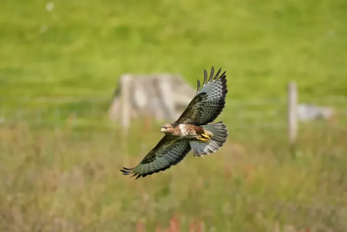 Framed Print : Common Buzzard - in flight Framed Print : Common Buzzard - in flight