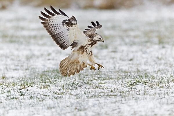 Common Buzzard - in flight - about to land on snow covered field - Lower Saxony - Germany