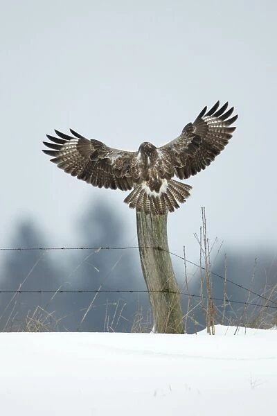 Common Buzzard - in flight - landing on fence post in winter - Lower Saxony - Germany